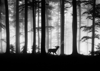 King of the Forest - Radosław Dybała, 1° Classificato categoria Wildlife
