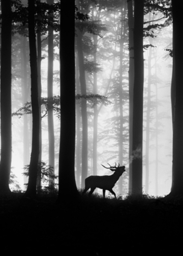 King of the Forest - Radosław Dybała, 1° Classificato categoria Wildlife