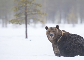 Le foreste dell'orso Silvano Paiola libro fotografia naturalistica