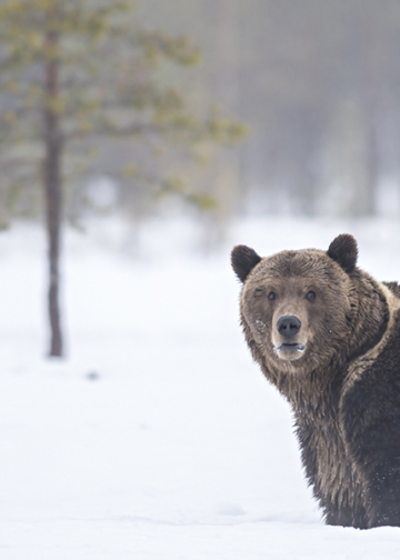 Le foreste dell'orso Silvano Paiola libro fotografia naturalistica