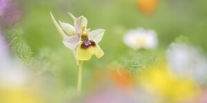Luigi Torino fotografia orchidee selvatiche Italia