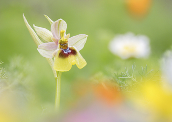 Luigi Torino fotografia orchidee selvatiche Italia