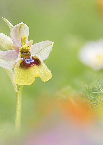 Luigi Torino fotografia orchidee selvatiche Italia