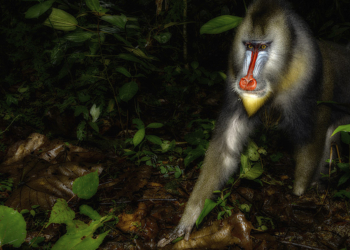 Mandrillo, Parc de La Lekedi, Gabon © Simone Sbaraglia