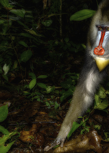 Mandrillo, Parc de La Lekedi, Gabon © Simone Sbaraglia