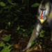 Mandrillo, Parc de La Lekedi, Gabon © Simone Sbaraglia