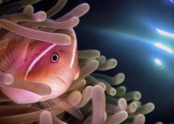 Massimo Giorgetta vincitore assoluto ACI Pistoia Photo Contest 2025