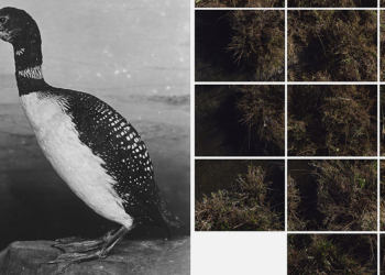 Matteo de Mayda Una Barena Intera