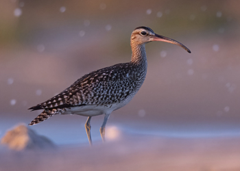 Marco Brandi limicoli uccelli fotografia naturalistica avifauna