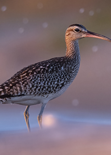 Marco Brandi limicoli uccelli fotografia naturalistica avifauna