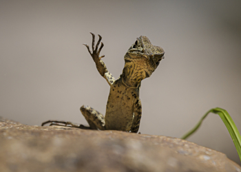 Nikon Comedy Wildlife Awards 2025