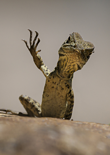 Nikon Comedy Wildlife Awards 2025