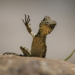 Nikon Comedy Wildlife Awards 2025