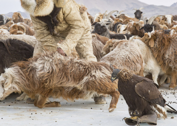 Alessandra Manzotti, Winter Migration of nomad eagle hunters of Western Mongolia