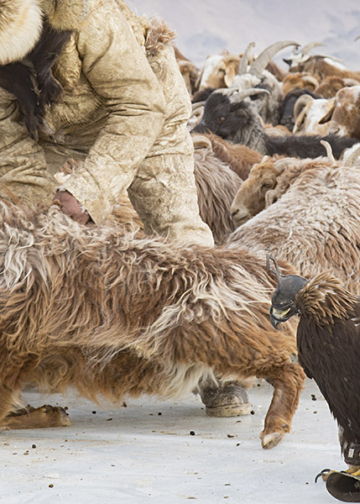 Alessandra Manzotti, Winter Migration of nomad eagle hunters of Western Mongolia