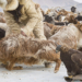 Alessandra Manzotti, Winter Migration of nomad eagle hunters of Western Mongolia