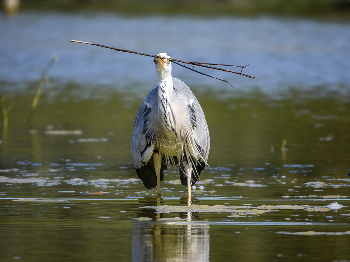 1800mm