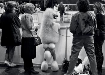 Elliott Erwitt Icons mostra fotografica Roma Palazzo Bonaparte