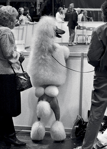 Elliott Erwitt Icons mostra fotografica Roma Palazzo Bonaparte