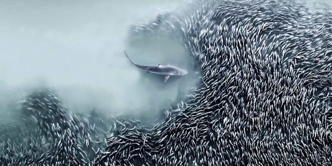 International Aerial Photographer of the Year 2025 vincitori