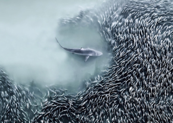 International Aerial Photographer of the Year 2025 vincitori