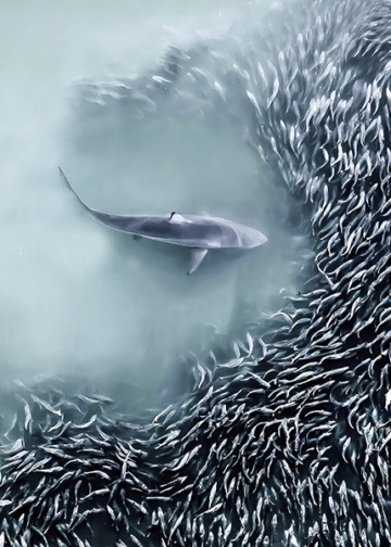International Aerial Photographer of the Year 2025 vincitori