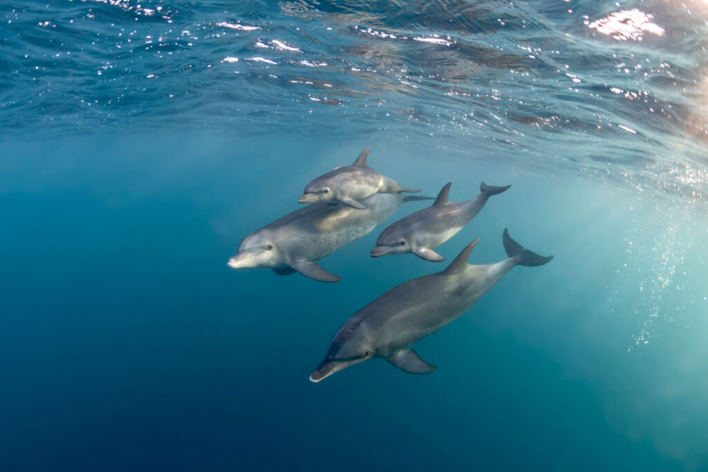Temprata dal mare: progetti e successi di un’appassionata fotografa ...