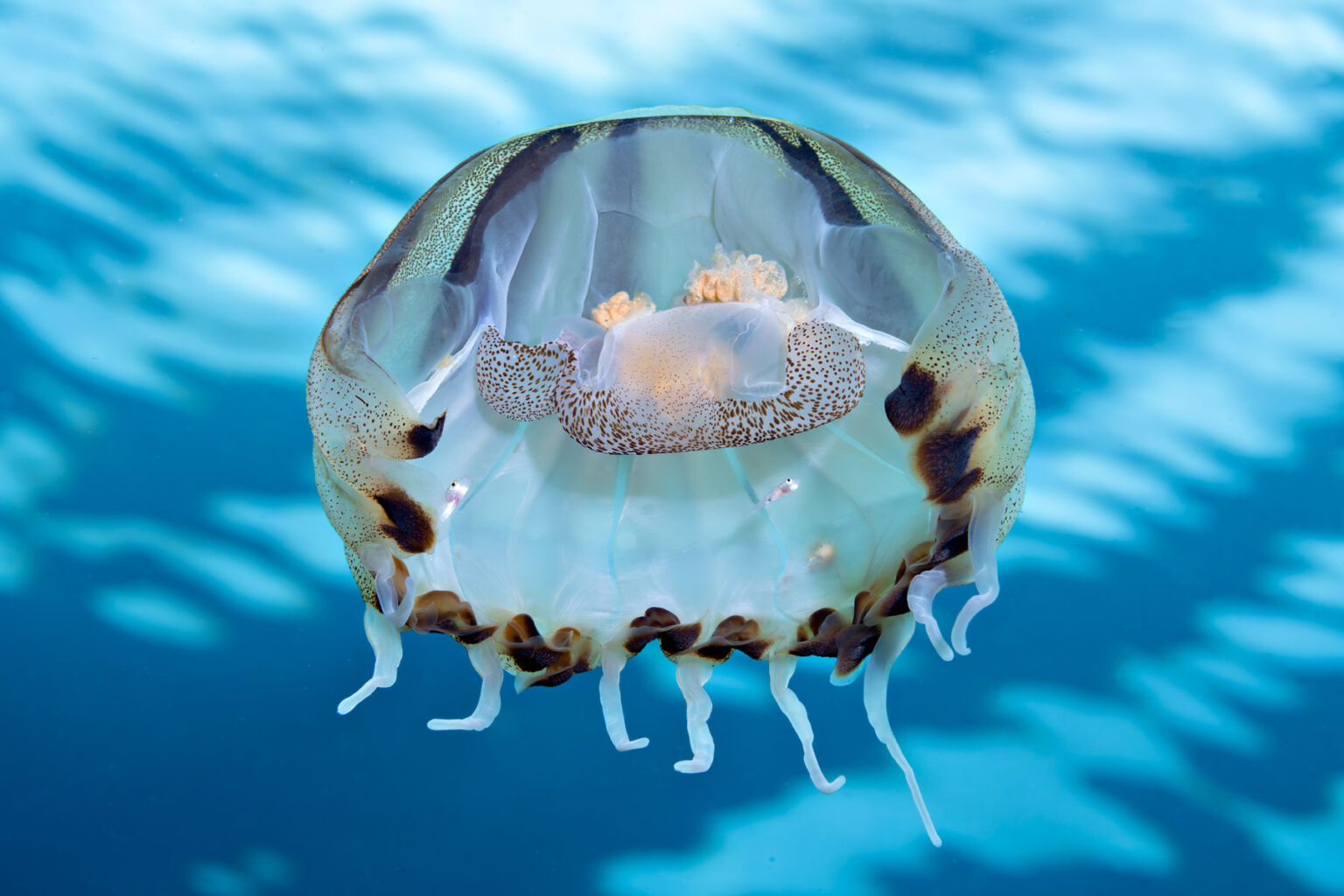 Temprata dal mare: progetti e successi di un’appassionata fotografa ...