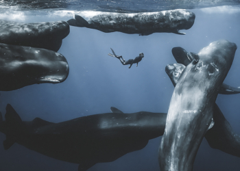 Finalisti concorso fotografico Ocean Photographer of the Year 2025