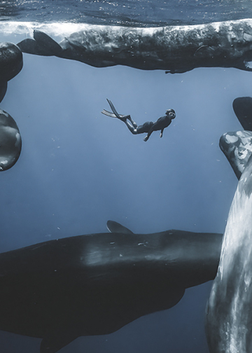 Finalisti concorso fotografico Ocean Photographer of the Year 2025