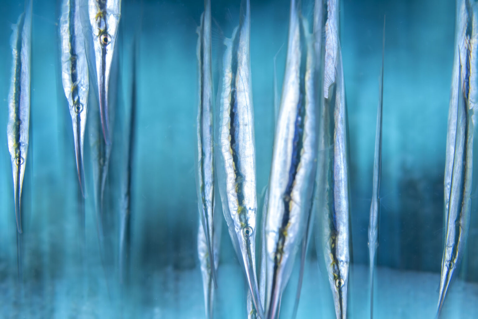 Temprata dal mare: progetti e successi di un’appassionata fotografa ...