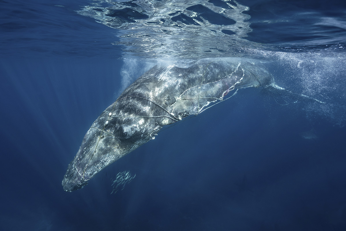 © Claudio Moreno Madrid, finalista categoria Conservation/Impact. Ocean Photographer of the Year 2025