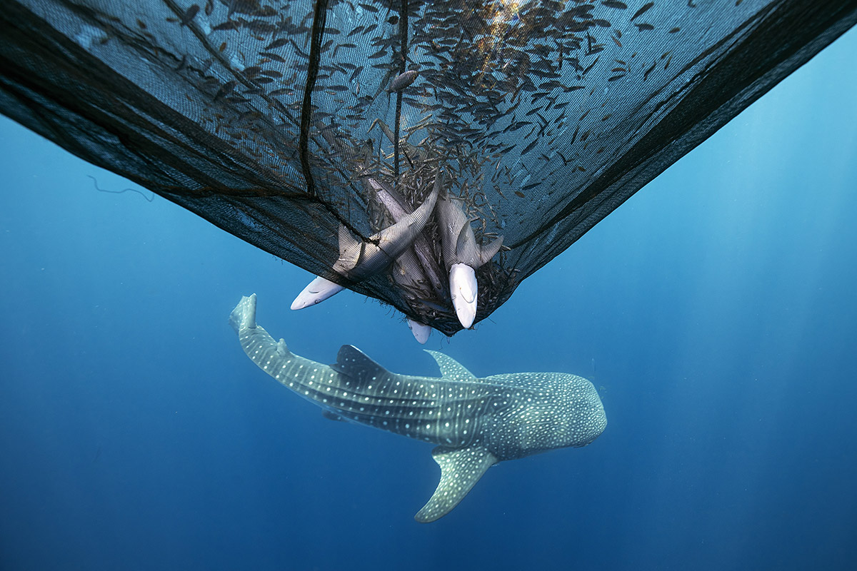 © Daniel Flormann, finalista categoria Conservation/Impact. Ocean Photographer of the Year 2025