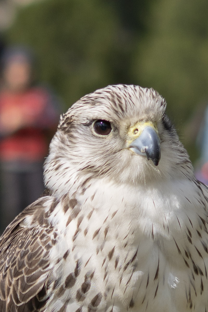 AF Falco dettaglio