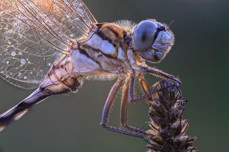 Alberto-Ghizzi-Panizza-03-71-200
