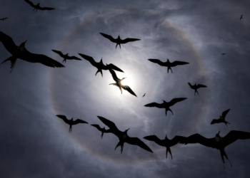 Audubon Photography Awards 2025 vincitori concorso fotografico uccelli