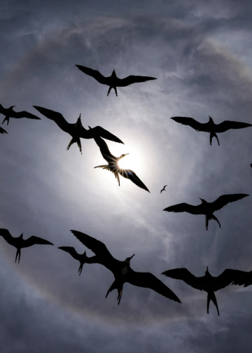 Audubon Photography Awards 2025 vincitori concorso fotografico uccelli