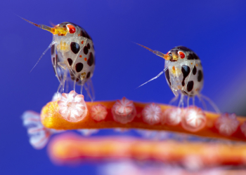 Ocean Photographer of the Year 2025 i vincitori del concorso di fotografia degli oceani