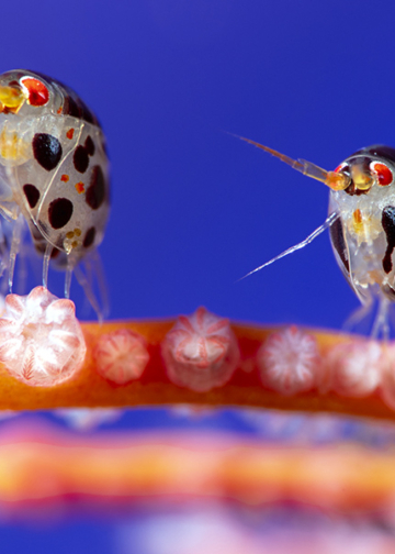 Ocean Photographer of the Year 2025 i vincitori del concorso di fotografia degli oceani