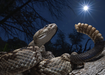 Premio Fritz Polking 2025 vincitori fotografia naturalistica