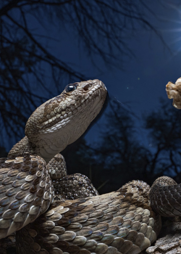 Premio Fritz Polking 2025 vincitori fotografia naturalistica