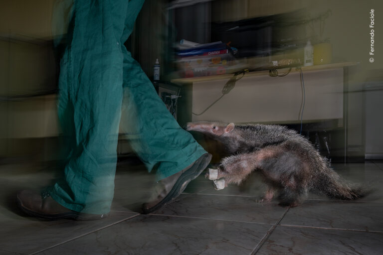 Il meglio del 61° Wildlife Photographer of the Year in mostra a Milano ...