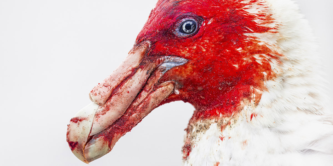 Bird Photographer of the Year 2025 vincitori