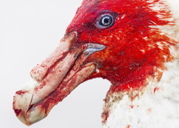 Bird Photographer of the Year 2025 vincitori