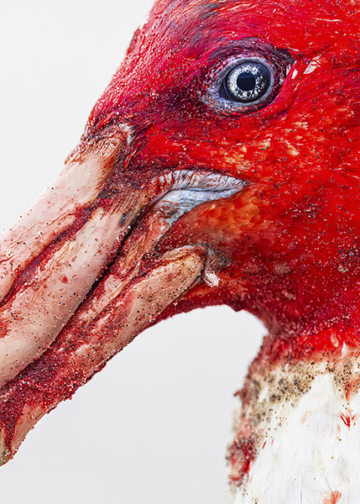 Bird Photographer of the Year 2025 vincitori