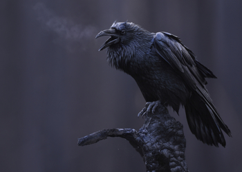 Bird Photographer of the Year in mostra al Forte di Bard