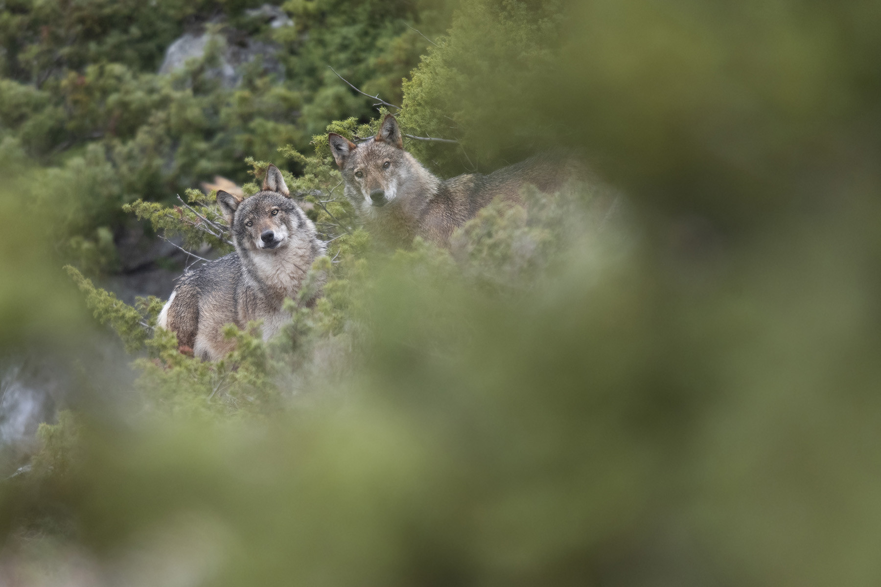 Due lupi, schivi e diffidenti, all’interno di una foresta di conifere. © Gianluca Damiani/Storie di Lupi