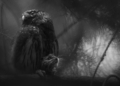 GDT European Wildlife Photographer of the Year 2025 vincitori