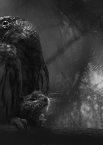 GDT European Wildlife Photographer of the Year 2025 vincitori