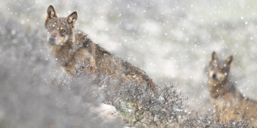 Gianluca Damiani Storie di Lupi